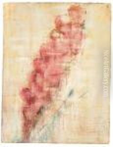 Gladiole Gladiole