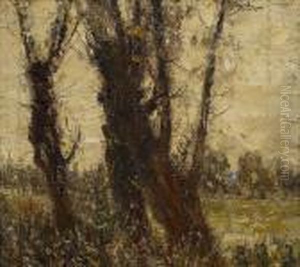 Alte Weidenbaume (junge Pappeln) - view 1