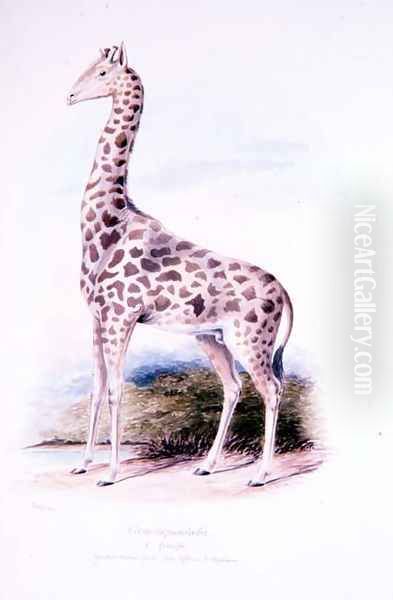 Giraffe by James Edwin Edward Dawe, illustration to The Ruminantia Vol. I - view 1