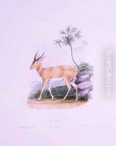 Kob by James Edwin Edward Dawe, from The Ruminantia Vol. II by Charles Hamilton Smith