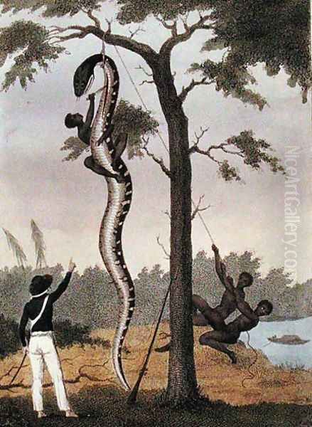 The skinning of the Aboma snake, shot by Captain Stedman, from Narrative of a Five Years Expedition Against the Revolted Negroes of Surinam 1772-77, published 1813 - view 1