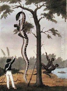 The skinning of the Aboma snake, shot by Captain Stedman, from Narrative of a Five Years Expedition Against the Revolted Negroes of Surinam 1772-77, published 1813 by John Gabriel Stedman