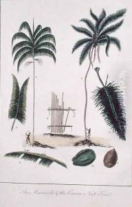 The Manicole and the Cocoa Nut Tree, from Narrative of a Five Years Expedition against the Revolted Negroes of Surinam 1772-77, published 1791 by John Gabriel Stedman