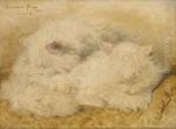 Deux Chatons Blanc Endormis - view 1