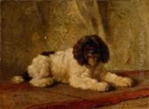 Northumberland Sheepdog