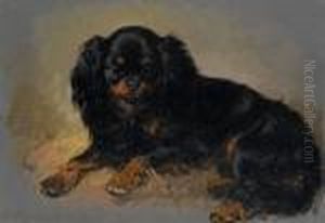 'neptune' - A King Charles Spaniel