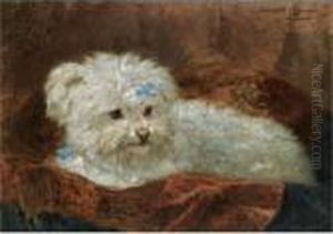 A Maltese A Maltese