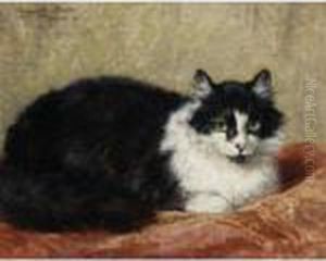 A Cat On A Pillow