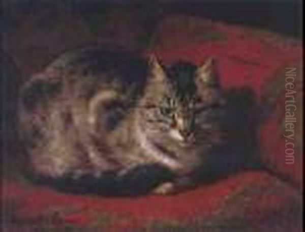 Tabby On A Red Settee - view 1