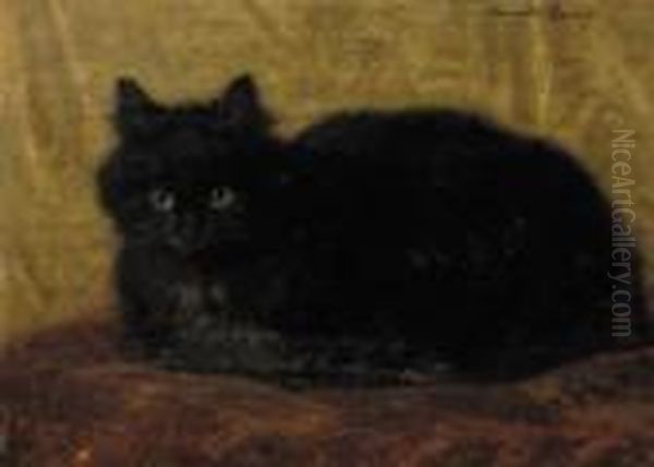 A Black Cat - view 1
