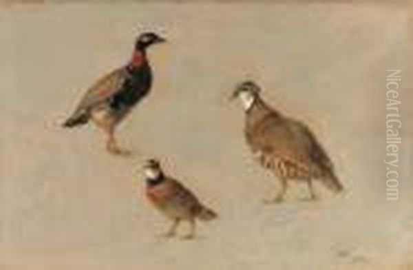 Studies Of A Red Partridge
(elctoris Rufa), A Redneck Francoline(francolinus Francolinus) And An
American Quail (colinusvirgianus) - view 1