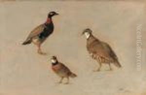 Studies Of A Red Partridge
(elctoris Rufa), A Redneck Francoline(francolinus Francolinus) And An
American Quail (colinusvirgianus) by Henriette Ronner-Knip