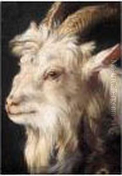 A Study For The Head Of A Goat - view 1