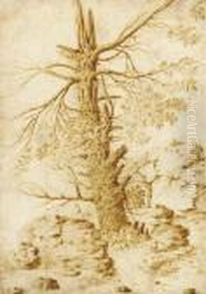 Study Of A Tree - view 1