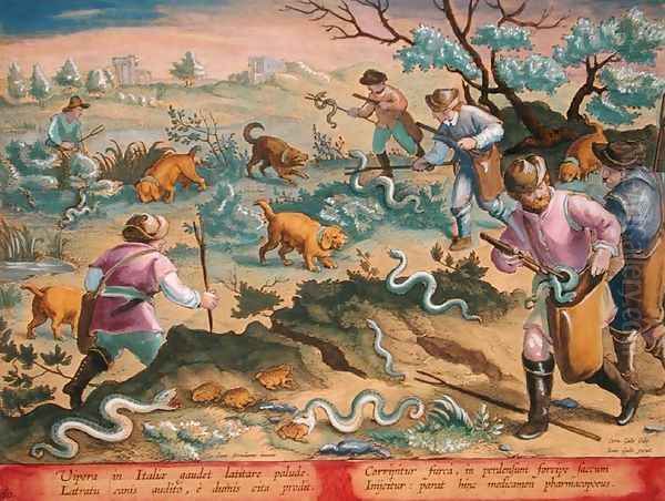 Italian Vipers Eating Toads, plate 60 from Venationes Ferarum, Avium, Piscium Of Hunting Wild Beasts, Birds, Fish engraved by Jan Collaert 1566-1628 published by Phillipus Gallaeus of Amsterdam - view 1