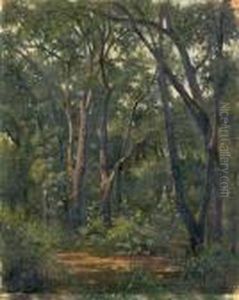 Le Sous-bois