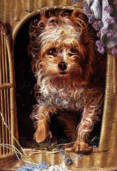 Darby, a Yorkshire Terrier - view 1