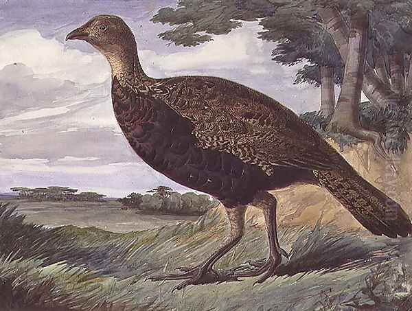 Pheasant and Greyhen Hybrid - view 1