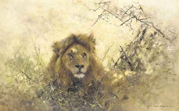 Old Chap - portrait of a lion - view 1