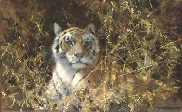 Tiger at rest - view 1