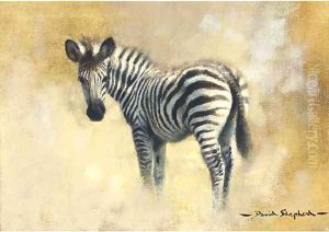 A baby zebra