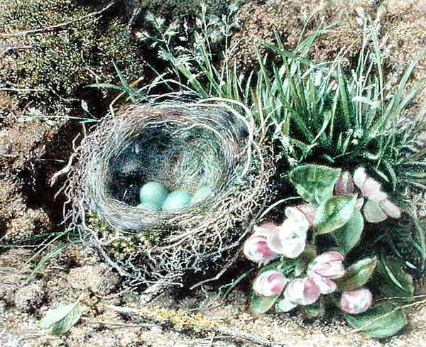 Birds Nest and Blossom - view 1
