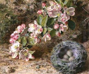 Blossom and Birds nest by John Sherrin