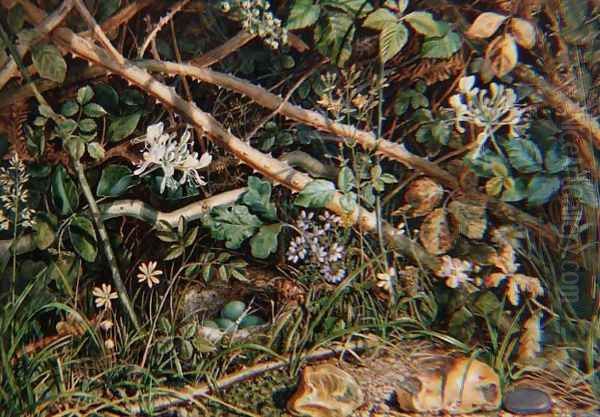 A Birds Nest among Brambles, Honeysuckle and Undergrowth, 1858 - view 1