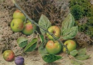Apples on a Branch by John Sherrin