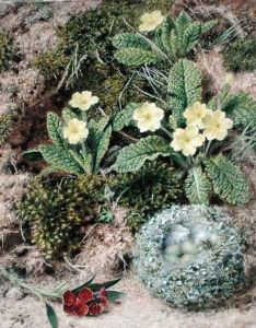 Primroses and Nest, 1877 by John Sherrin