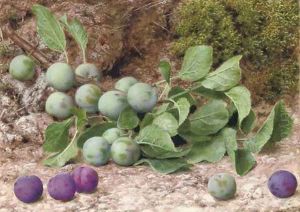 A bough of plums on a mossy bank by John Sherrin