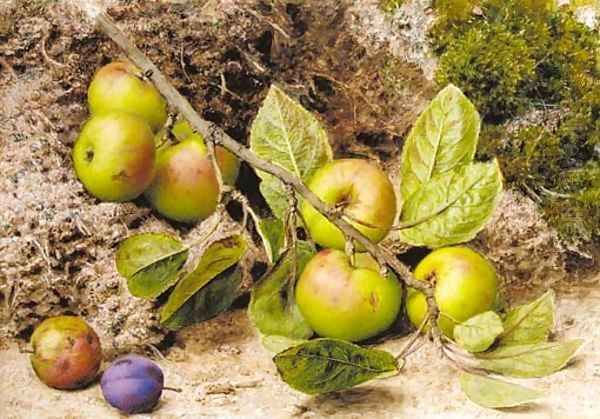 Still life with apples and a plum - view 1