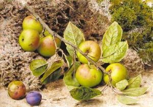Still life with apples and a plum by John Sherrin