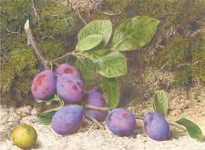 A bough of plums and an apple on a mossy bank by John Sherrin