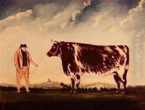 Study of a Shorthorn