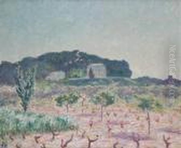 Vineyard, South Of France - view 1