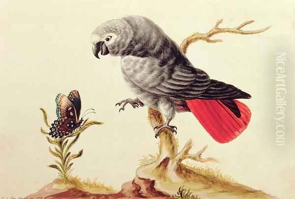 African Grey Parrot - view 1