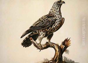A Buzzard A Buzzard