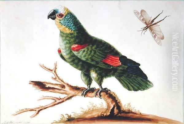 Green Parrot - view 1