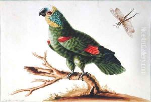 Green Parrot by Sarah Stone