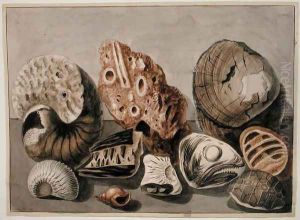 Still Life with shells and fossils by Sarah Stone