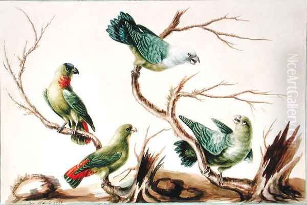 Niam Niam Parrot - view 1