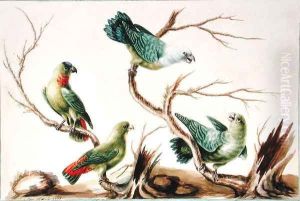 Niam Niam Parrot by Sarah Stone