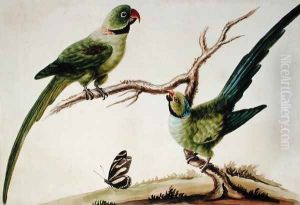 Long Tailed Parrakeet