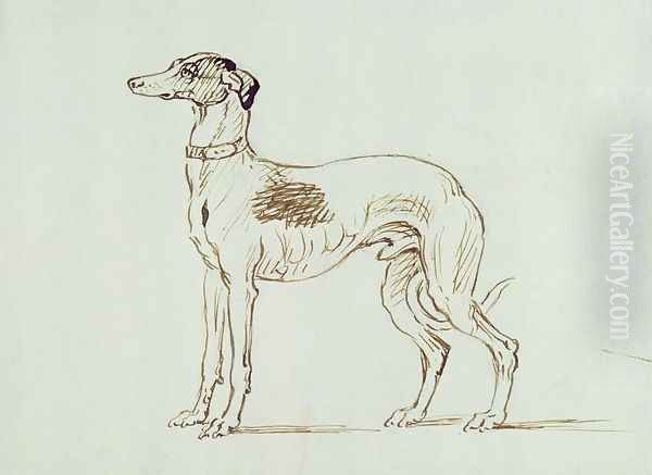 A Greyhound, Facing Left - view 1