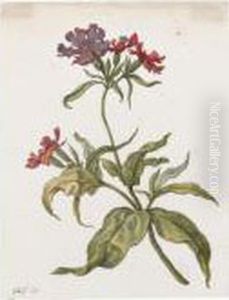 Study Of A Wildflower, Possibly A Red Campion