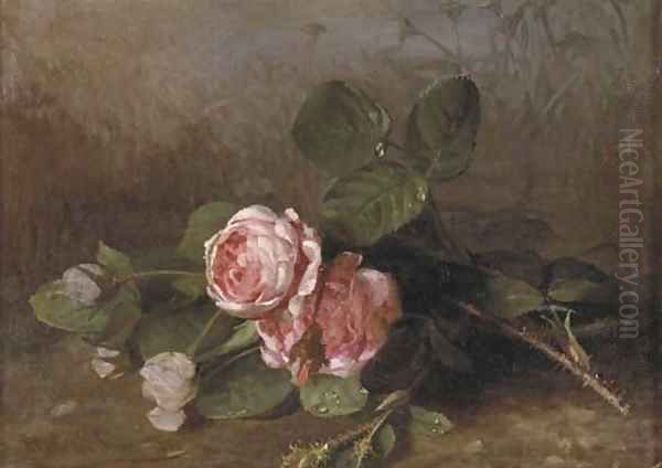 Morning dew on pink roses - view 1