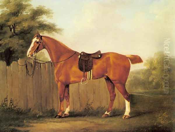 A Chestnut Hunter Tethered to a Fence - view 1