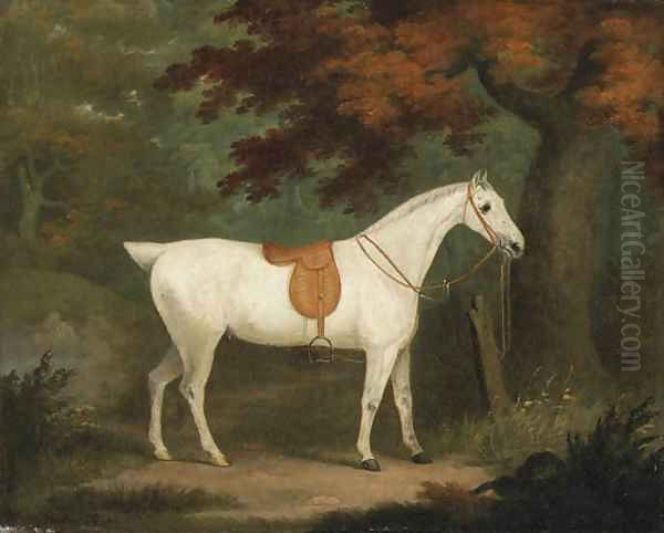 A saddled grey Hunter in a wooded Landscape - view 1