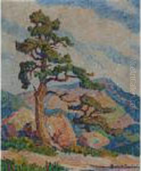 Pine Tree In Rocky Mountain National Park - view 1